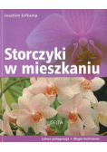 Storczyki w mieszkaniu