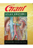 Atlas anatomii