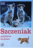 Szczeniak przybywa do domu