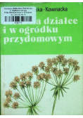 Zioła na działce i w ogródku przydomowym
