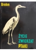 Życie zwierząt ptaki