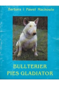 Bulterier pies gladiator
