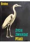 Życie zwierząt ptaki