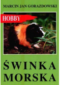 Świnka morska