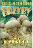 Grzyby na działce