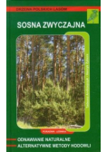 Sosna zwyczajna