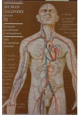 Human Anatomy