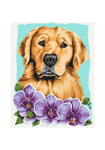 Malowanie po numerach Golden retriever