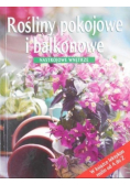 Rośliny pokojowe i balkonowe Nastrojowe wnętrze