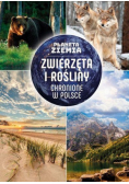 Planeta Ziemia Zwierzęta i rośliny chronione w Polsce