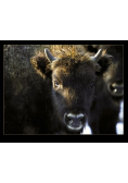 Żubr w Bieszczadach, Wisent in Bieszczady Mountain