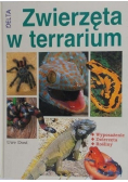 Zwierzęta w terrarium
