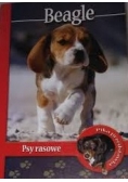 Psy rasowe: Beagle