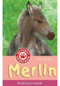 Na pomoc zwierzakom Merlin Bezdomny źrebak