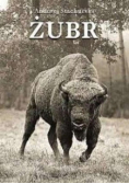 Żubr