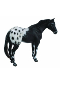 Ogier rasy Appaloosa kary