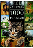 Młode zwierzęta 1000 fotografi