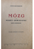 Mózg i nerwy obwodowe zarys anatomiczny  1938 r.
