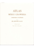 Atlas mózgu człowieka i przebiegu włókien