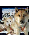 Magnes 3D Husky