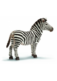Zebra samiec