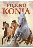 Piękno konia