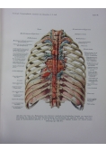 Topographische Anatomie ,Band 1 : Halfte 1-2, 1943r.