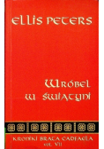 Wróbel w świątyni