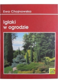 Iglaki w ogrodzie