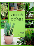 Zieleń w domu Zielone rośliny doniczkowe