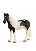 Wałach rasy Tennessee Walker