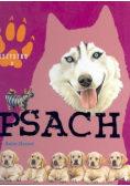 Wszystko  o psach
