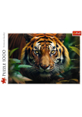 Puzzle 1000 Dziki Tygrys TREFL