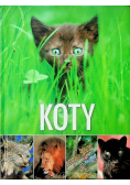 Koty