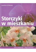 Storczyki w mieszkaniu