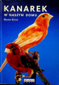 Kanarek w naszym domu