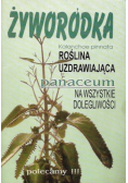 Żyworódka roślina uzdrawiająca