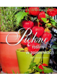 Piękne rośliny w pojemnikach