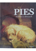 Pies historia w obrazach