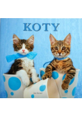 Koty