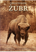 Żubr Andrzej Stachurski