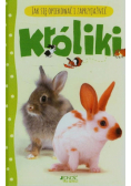 Jak się opiekować i zaprzyjaźnić Króliki