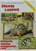 Żółwie lądowe