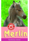Na pomoc zwierzakom Merlin Bezdomny źrebak