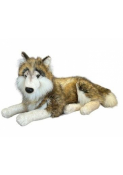 Wilk 61cm