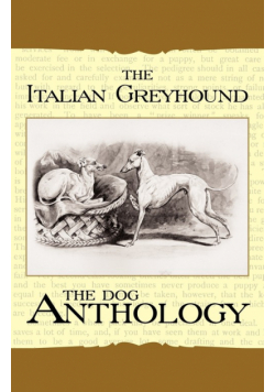 The Italian Greyhound