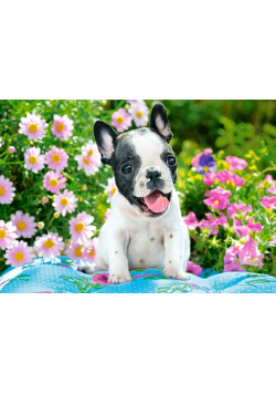 Puzzle 500 French Bulldog Puppy