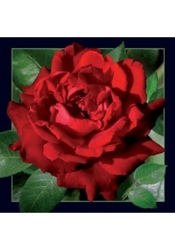 Pocztówka 3D Czerwona Róża