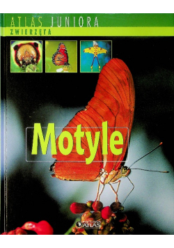 Atlas juniora Motyle