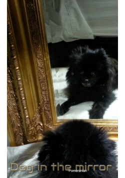 Dog in the Mirror Pomeranian